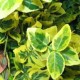 euonymous